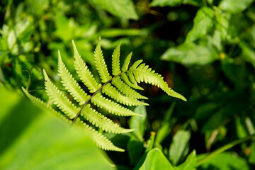 A leaf of beautiful fern