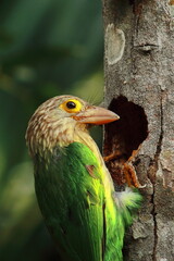 lineated barbet bird nesting in summertime, tropical rainforest in india