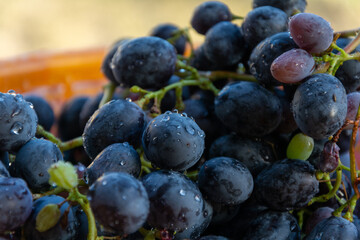 Close-up black grapes. Fruit grown in the field.