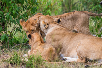 Fototapeta na wymiar Lion cuddling with each other in the bush