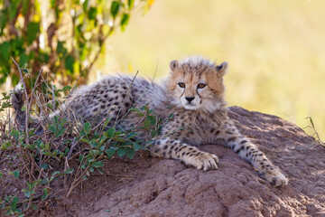 Cheetah cub laying down on the ground and looking