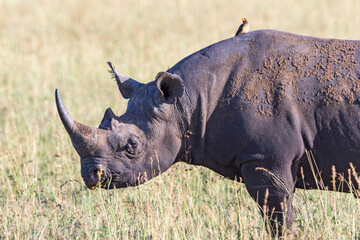 Beautiful Black rhino with a oxpecker bird in Africa