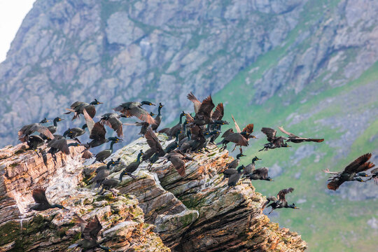 Shags taking off from a rock in a rocky coast
