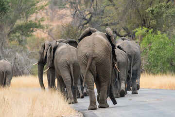 herd, group of African elephants in the road, blocking the road by walking down the middle in Kruger national park, South Africa