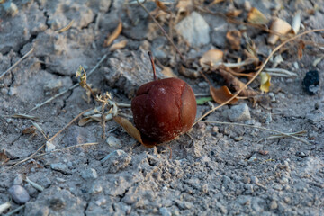 Rotten brown apple falling on the ground.