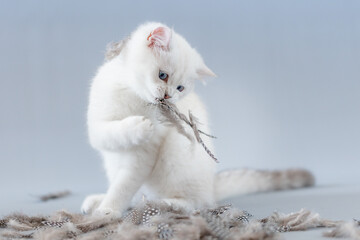 Katze mit Federn im Studio vor blauem Hintergrund