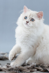 Katze mit Federn im Studio vor blauem Hintergrund