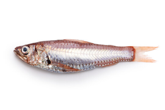 Delicious deep-sea fish that are not yet famous (Neoscopelus microchir Matsubara)