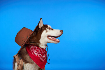 A dog in a cowboy costume for Halloween. Siberian husky is sitting on a blue background with a smile on his face and waiting for treats for the holiday.