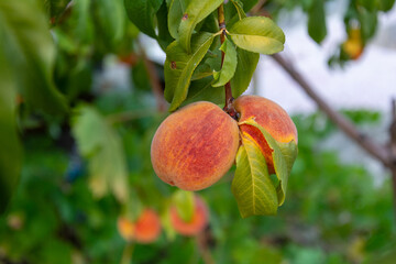 Peach swinging on tree branch.