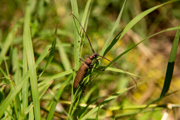 A Xystrocera beetle on the grass