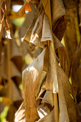 Dry banana leaves in the midday