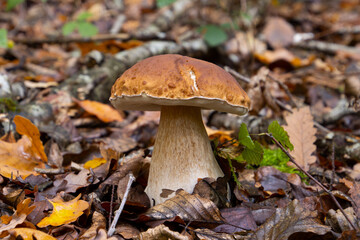 Cep or Boletus Mushroom growing between brown autumn leaves in the forest, also called Boletus...