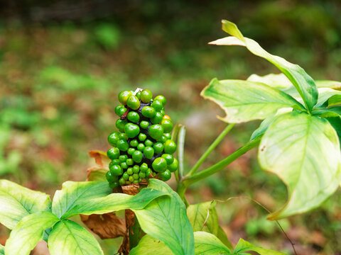 アオマムシグサ の画像 237 件の Stock 写真 ベクターおよびビデオ Adobe Stock