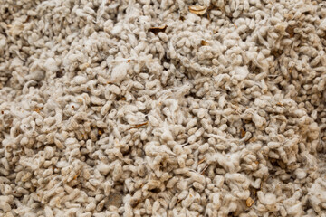Raw cotton background. close up of organic cotton. Natural cotton for design banner and artwork