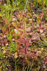 Single Plant of Drosera cistiflora, a carnivorous plant, in natural habitat in Cape Town, South Africa