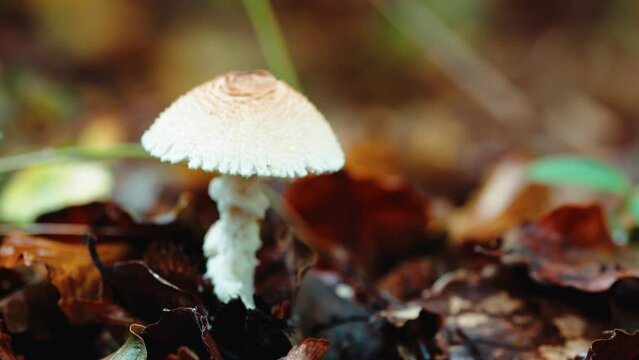 White mushroom on the floor of a mountain in Autumn