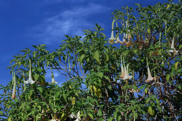 Blooming angel’s trumpet tree under blue sky
