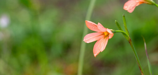salmon flowered Moraea flaccida seen in natural habitat in Cape Town, South Africa, copyspace