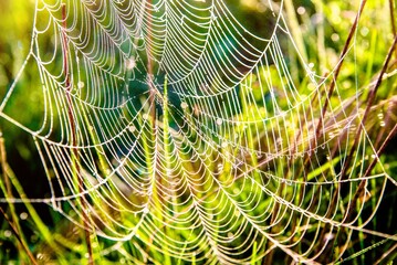 spider webs and the dew on the grass in the rays of the rising sun