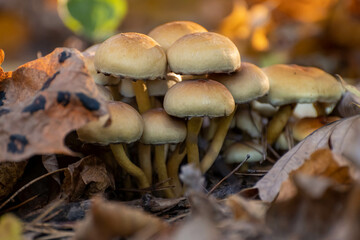 some mushrooms in the autumn forest