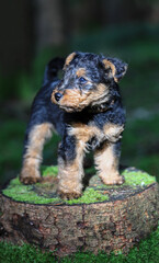 Cute Welsh Terrier hunting dog puppy is posing for a portrait in the forest with magical light.