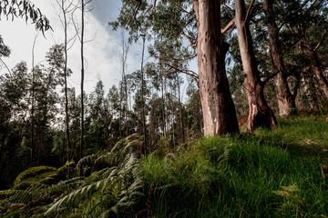 Eucalyptus forest west of the island of Madeira