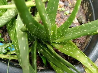 aloe vera plant