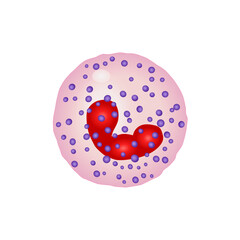 Basophil, granulocytes of the immune system. Education illustration