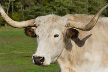 Heckrind in Nahaufnahme