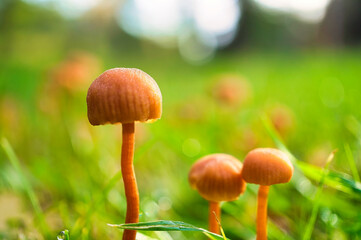 Orange filigree mushrooms on a meadow. Macro view from the habitat. Nature photo. Photo from Brandenburg
