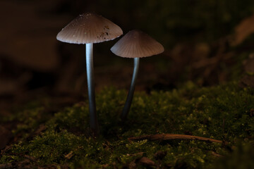 two filigree small mushrooms on moss with light spot in forest. Forest floor