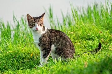 Naklejka na ściany i meble striped cat black white color seat on green grass in morning sunlight