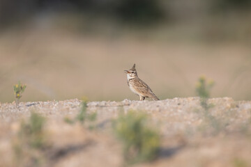 Side posing view of a Crested lark