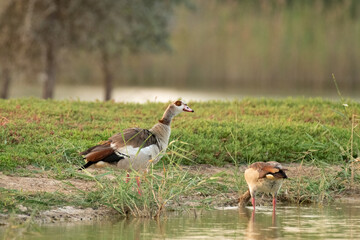 Pair of Egyptian goose by the lake shore