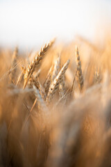 golden wheat field - obrazy, fototapety, plakaty
