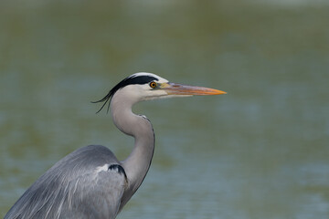 Close-up headshot of a Grey heron