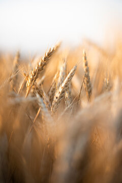 golden wheat field