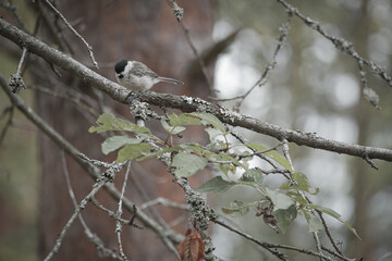 Great tit sitting in tree on a branch. Wild animal foraging for food. Animal shot