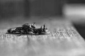 Yellow murder fly or robber fly as black and white image with a bumblebee as prey