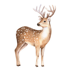 Cute deer illustration. Realistic watercolor sketch. Hand painted art isolated on white background. Woodland wild animal. Element for decorative forest design