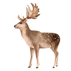 Cute deer illustration. Realistic watercolor sketch. Hand painted art isolated on white background. Woodland wild animal. Element for decorative forest design