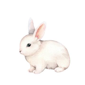 Cute white rabbit watercolor illustration. Easter bunny. Hand painted art isolated. Fluffy animal, pet. Element for decorative kids design