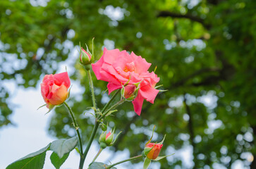 pink rose on the background of trees