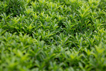 Young sprout in springtime,Closeup. spring green leaves on a bush. A shrub branch on a blurry green background, selective focus. The concept of a new life.