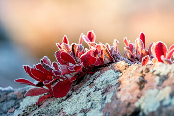 Frozen red leaves of Alpine Bearberry (Arctous alpina, Arctostaphylos alpina) on a crispy morning during  autumn foliage in Northern Finland - 539656692