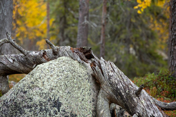 Old broken tree trunk on the stone in autumnal taiga forest