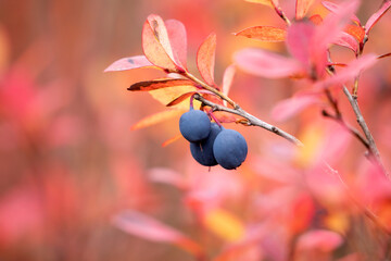 Bright pink leaves and blue delicious berries of bog bilberry, Vaccinium uliginosum during autumn foliage in Finnish nature, Europe - obrazy, fototapety, plakaty