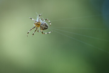 Cross spider in a spider web, lurking for prey. Blurred background