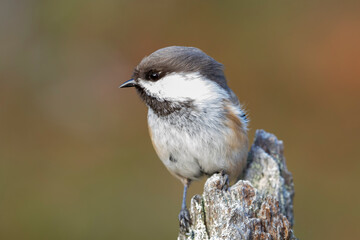 Cute small Siberian tit, Poecile cinctus, perched on a wooden stump on autumn evening in Northern Finland, Europe	